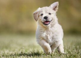 Puppy Vaccinations | Elkton, MD | Cherry Hill Dog & Cat Hospital