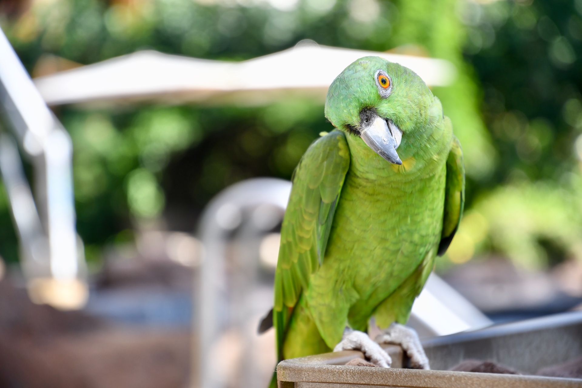 Opt Parrot Where to stay in Hawaii? | Accommodation Best Deals