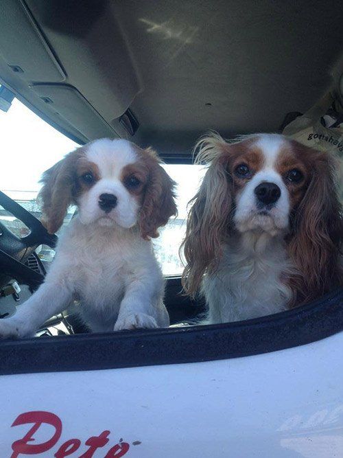 Two Dogs — Delivery in Woodbine, NJ