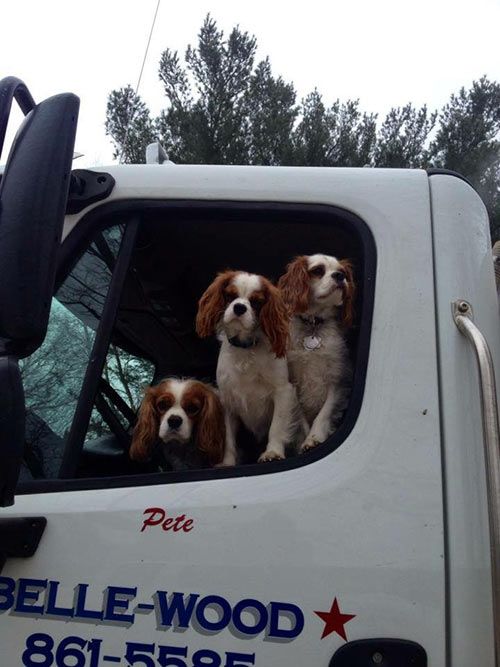 Three dogs in a truck — Delivery in Woodbine, NJ
