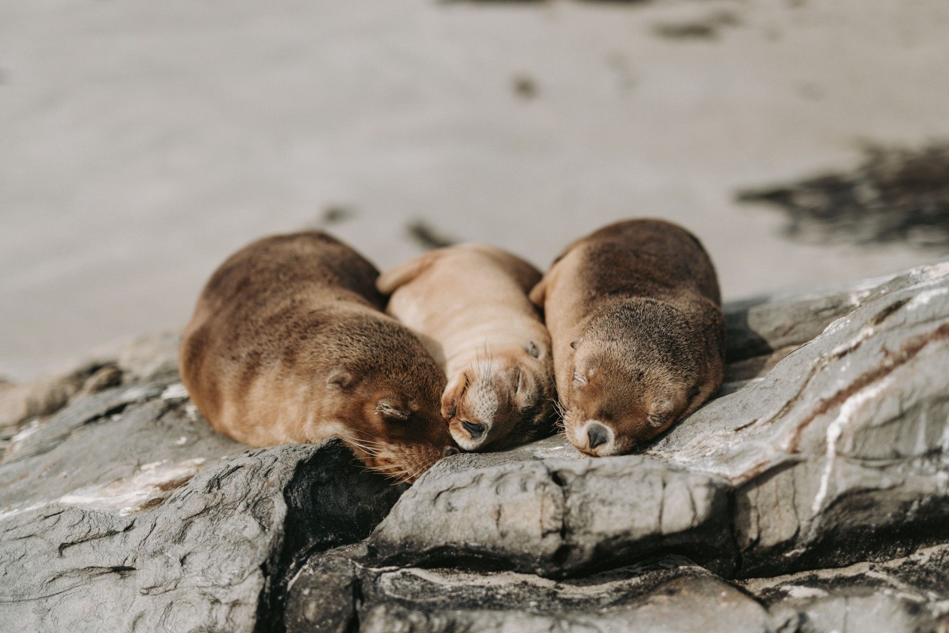 Three seals huddled together on a rocky shoreline