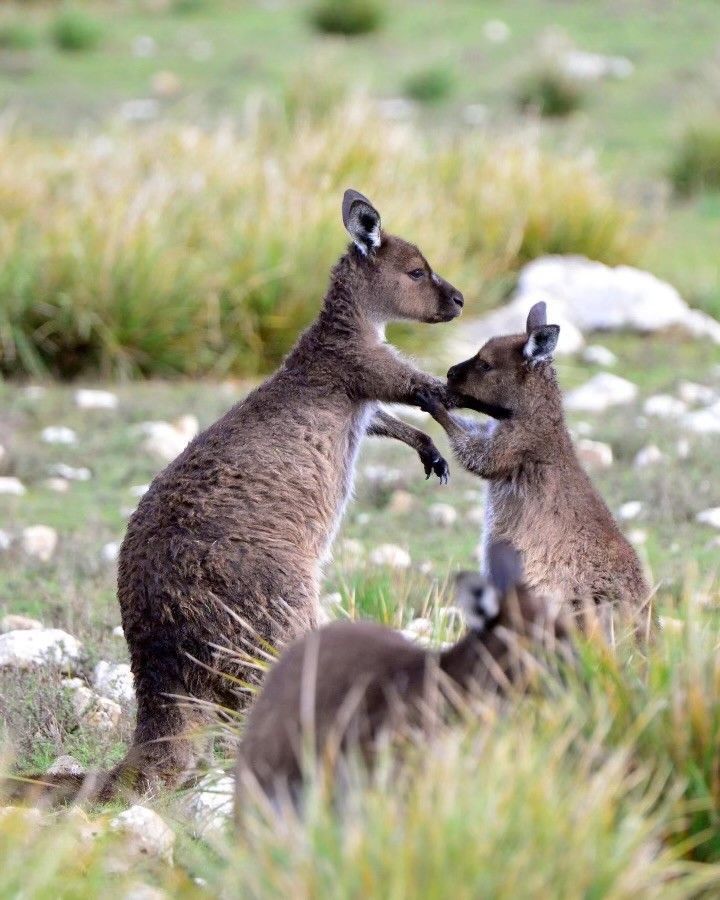 Three kangaroos in a field
