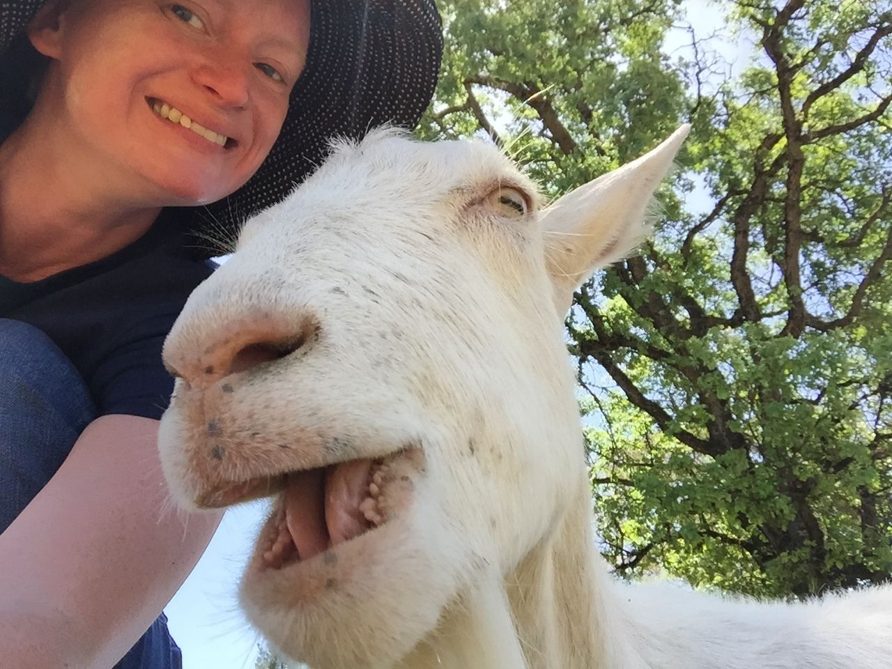 A woman is kneeling next to a white goat with its mouth open.