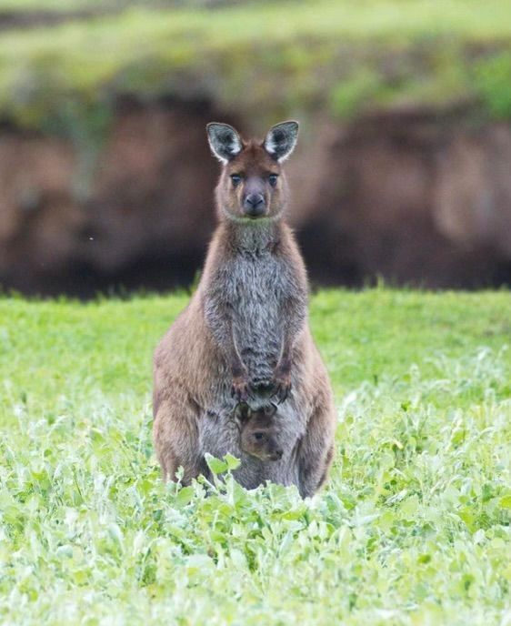 Kangaroo with joey in pouch standing in grassy field.