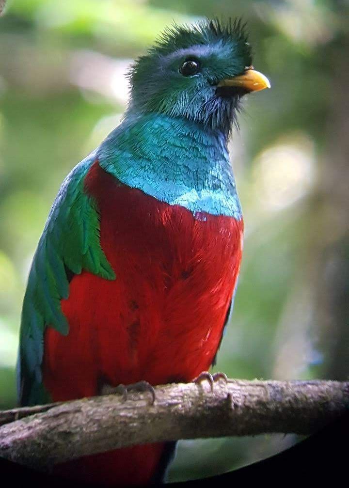 colorful bird in costa rica