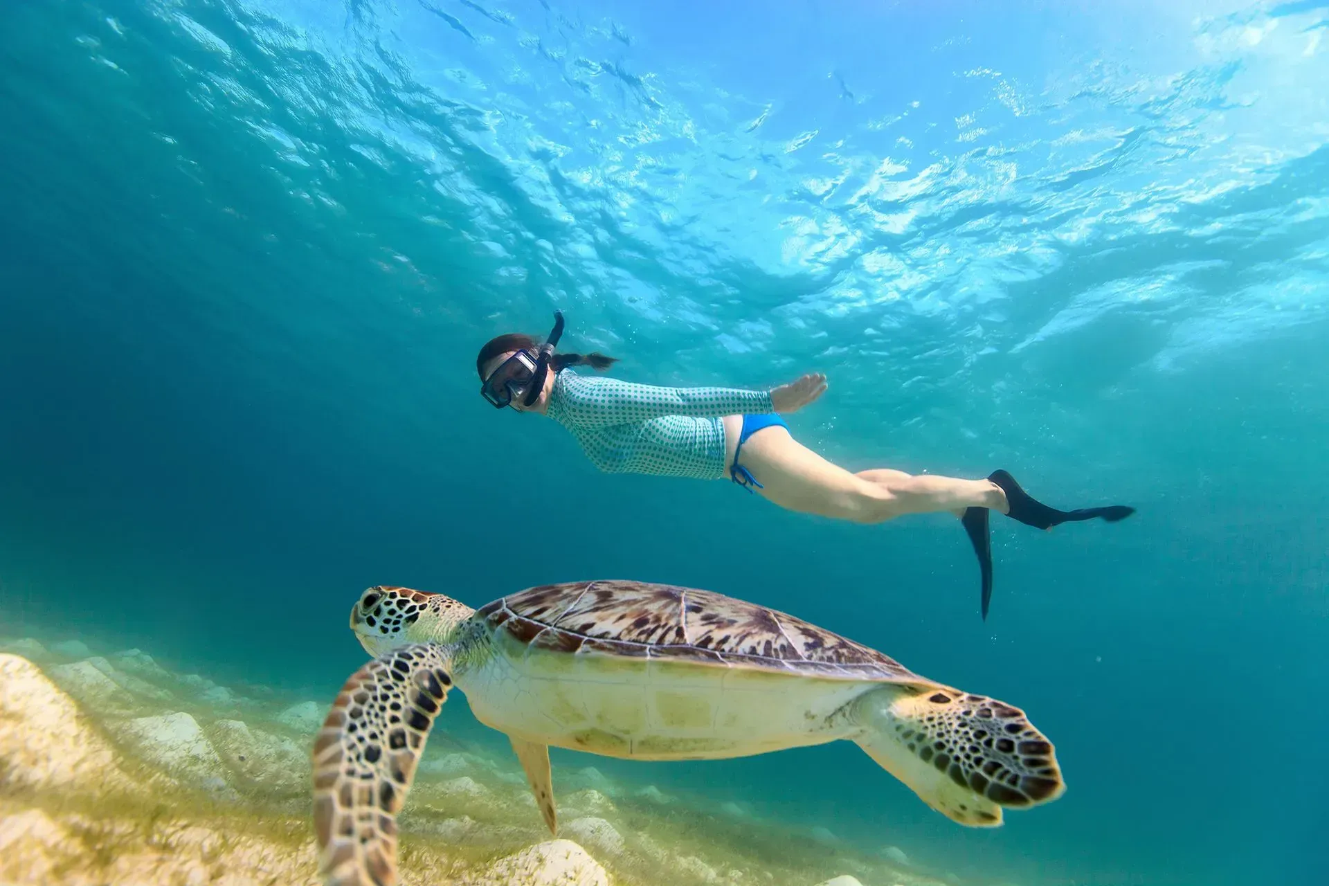 A woman is swimming next to a sea turtle in the ocean