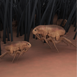 two fleas are crawling on a person 's skin .