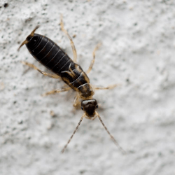 a small black bug is sitting on a white surface .