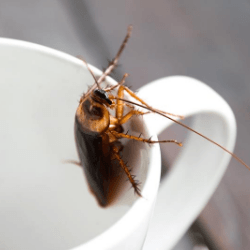 a cockroach is sitting on a white cup .