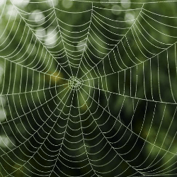 a close up of a spider web with a green background