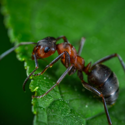 a close up of an ant on a green leaf .