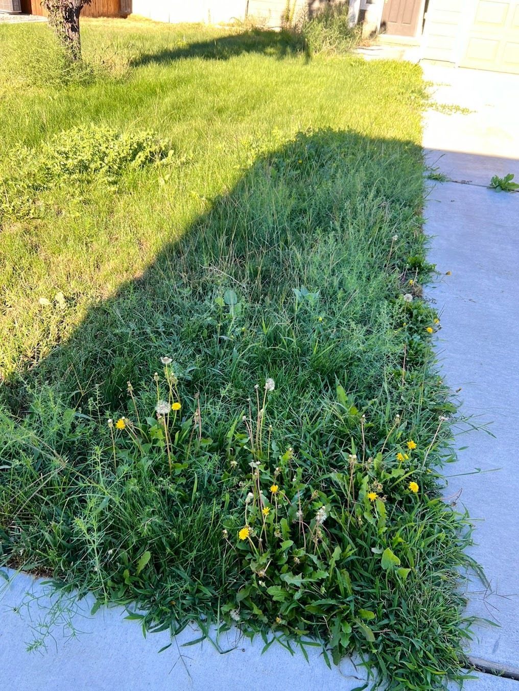 There is a Lot of Grass Growing on the Sidewalk — Kennewick, WA — Green Hills Landscaping LLC