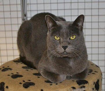 Pet Boarding in Darwin  A1 Kennels And Cattery