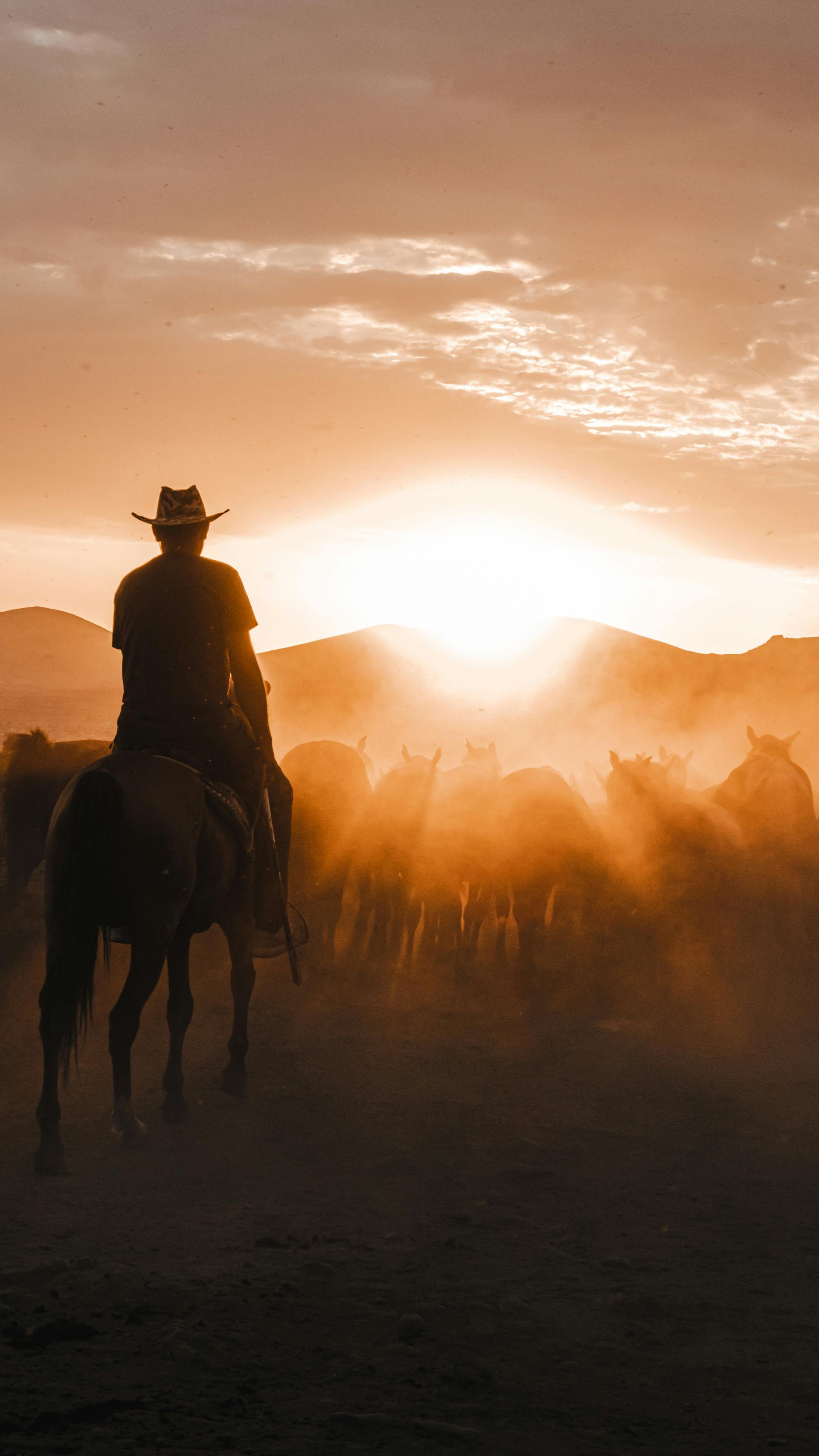 Cowboy on horseback herding cattle at sunset. Silhouette against orange sky.