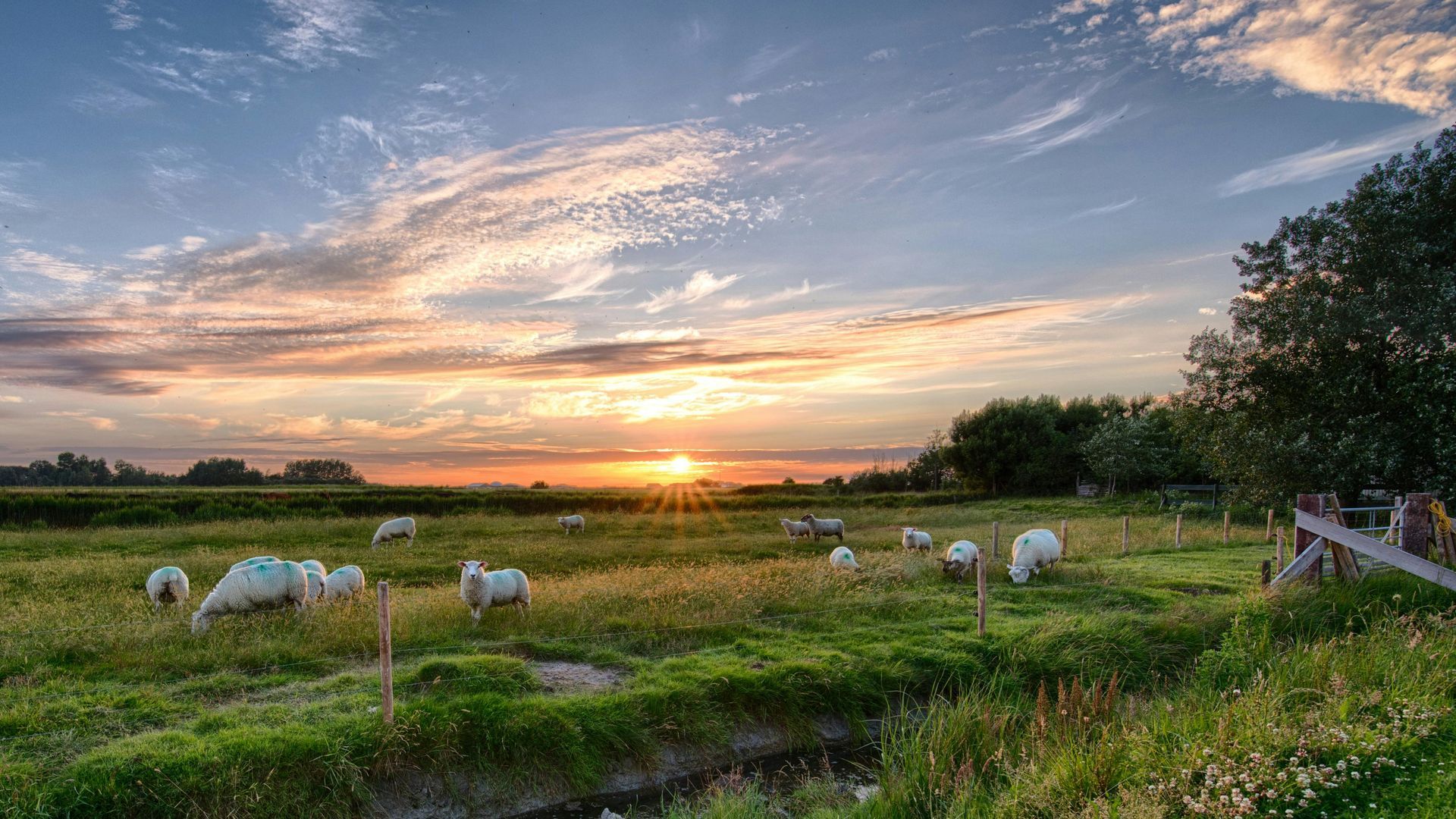 Sunset over a green field with grazing sheep; fence and trees on the right.