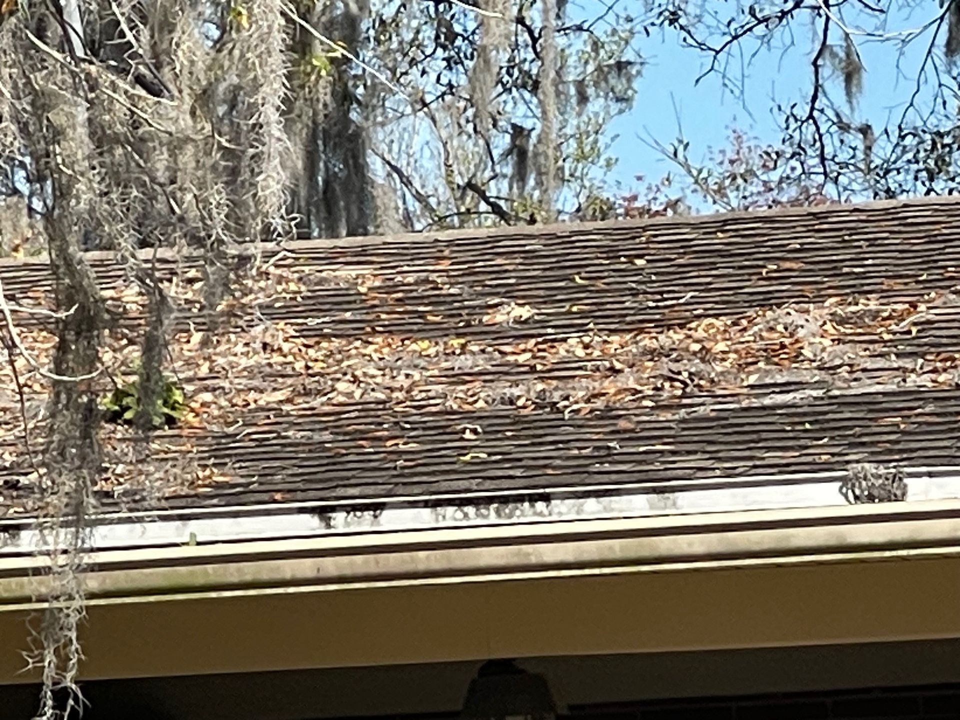 Dirty roof in florida