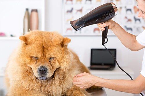 Blowdrying dog - Pet grooming in Gatesville, Texas