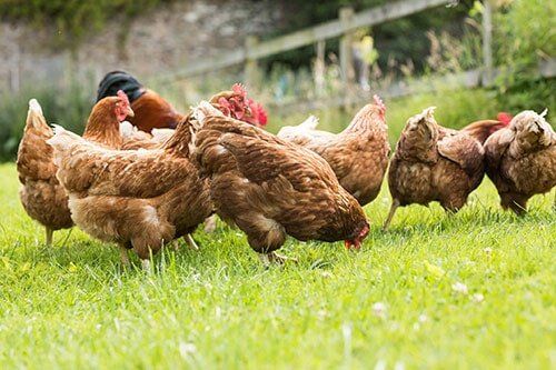 Chickens-Veterinary Care in Gatesville, TX