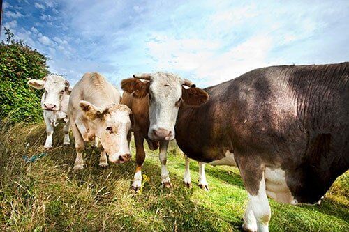 Cows-Veterinary Care in Gatesville, TX