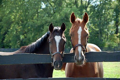 Horses-Veterinary Care in Gatesville, TX