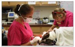 Vet Services-Gatesville, TX-Coryell Veterinary Clinic