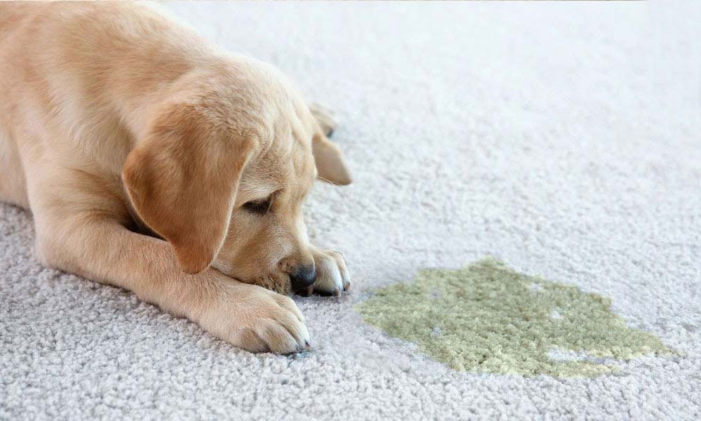 Yellow lab puppy lies sadly next to a pile of green vomit on white carpet.