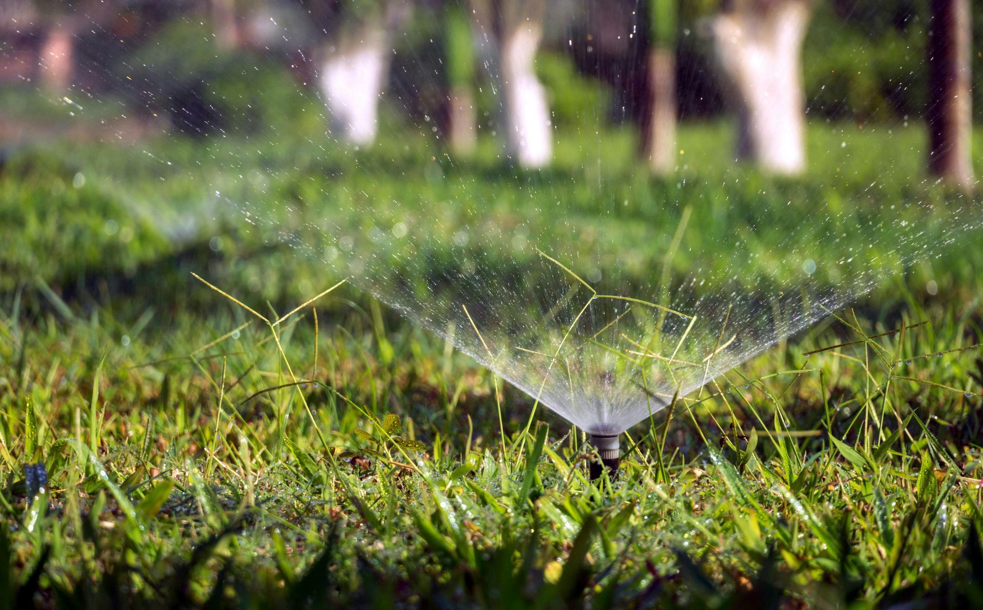 Sprinkler spraying water onto green grass in a lawn, trees in background.