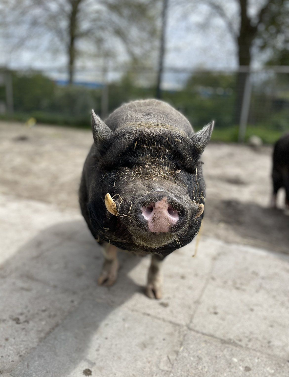 kinderboerderij Lelystad de Knotwilg
