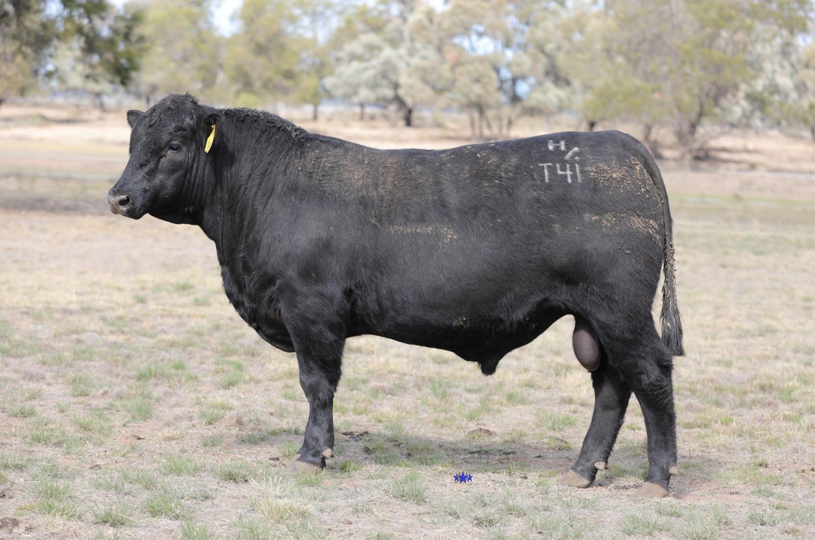 Carabar Angus Sales in Queensland | Carabar Angus Stud