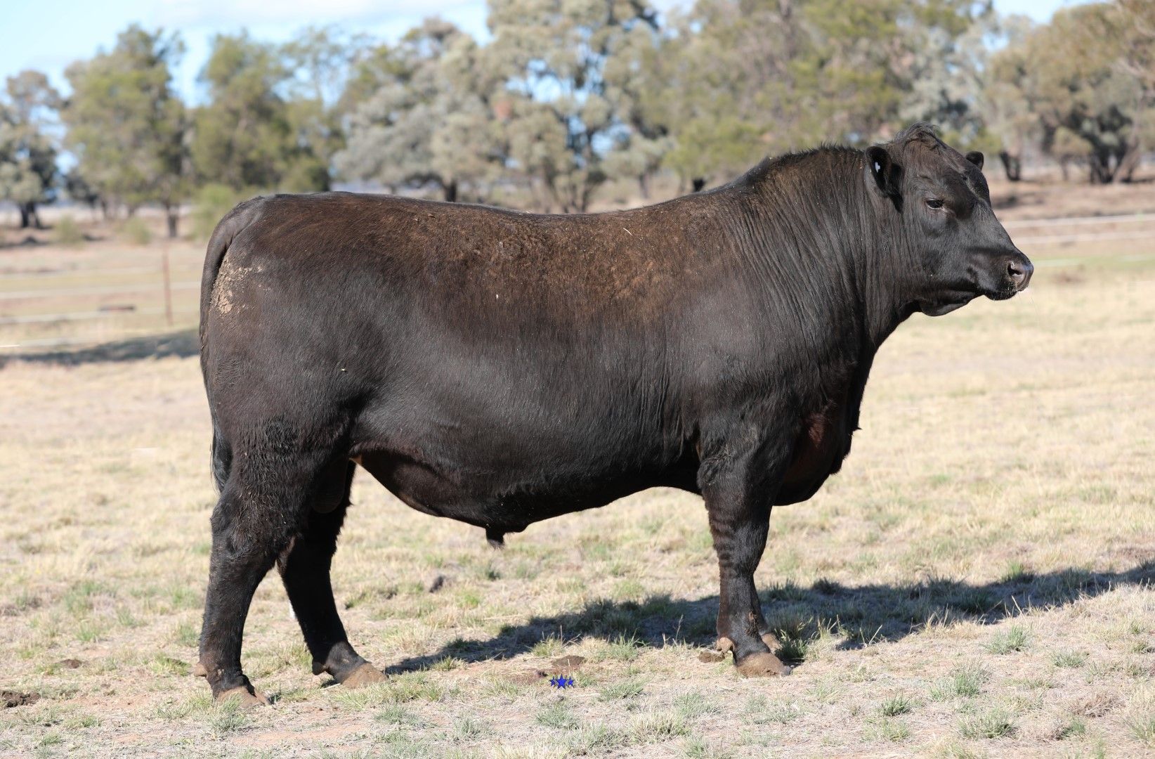 Carabar Angus Sales in Queensland | Carabar Angus Stud