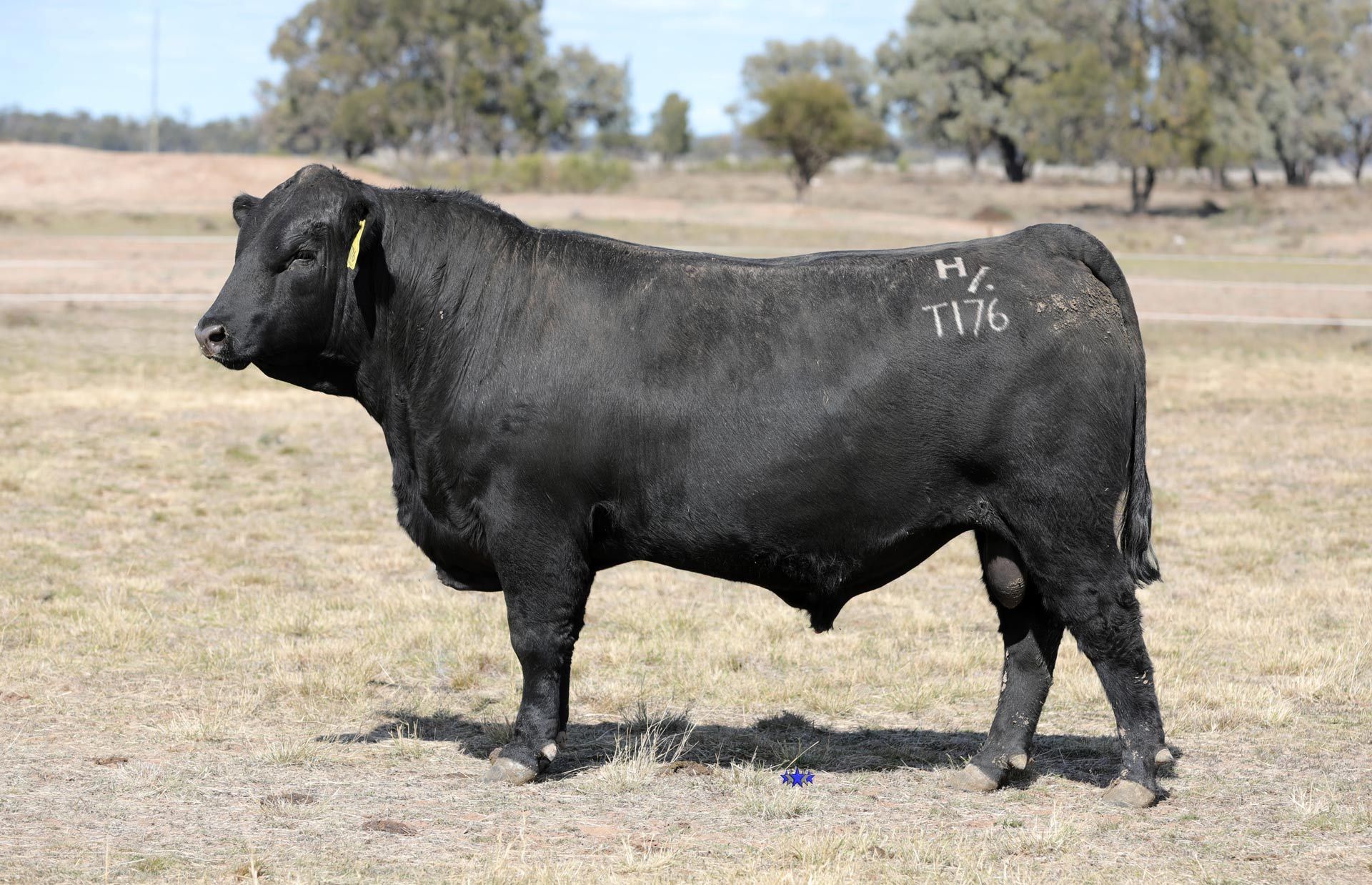 Lot 14  Carabar Taravale T176