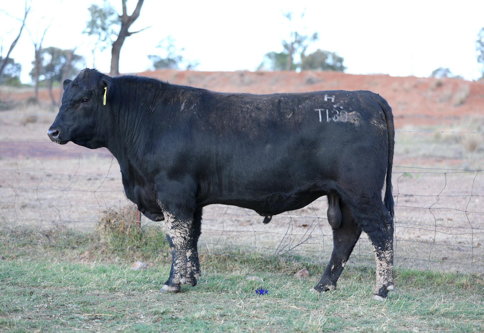 Lot 18  Carabar Gunsmoke T130