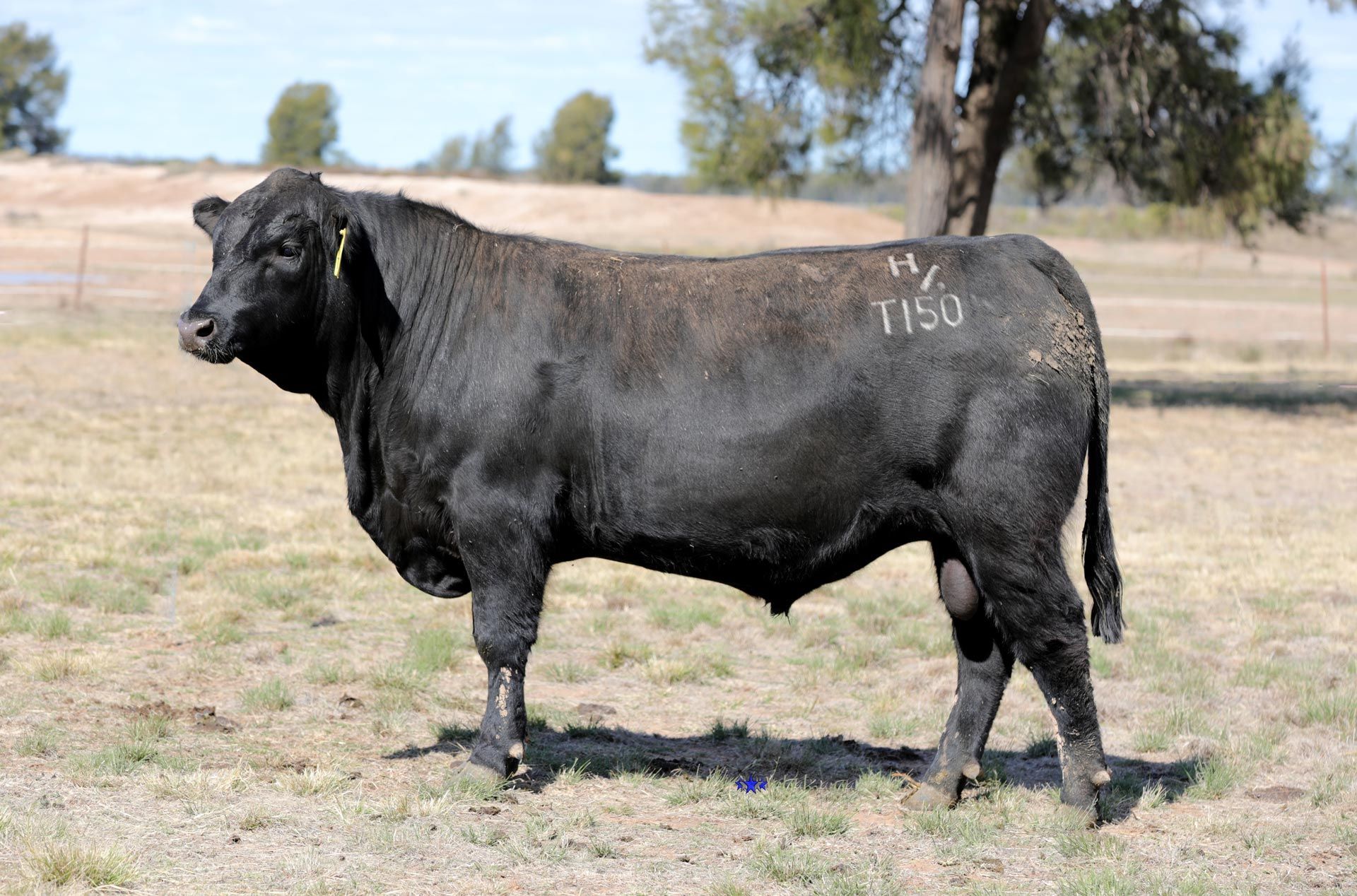 Lot 19  Carabar Tallon T150