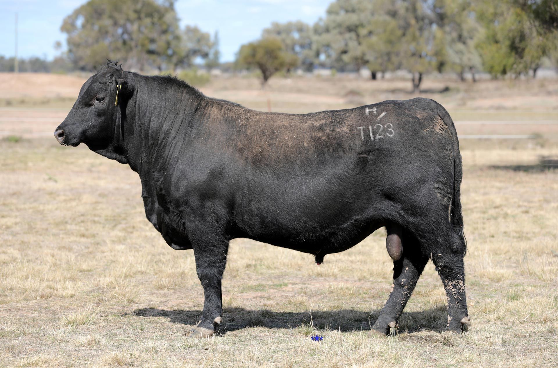 Lot 2  Carabar Taye T123