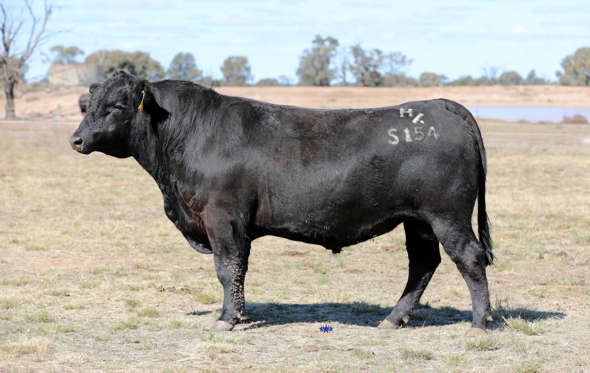 Lot 21  Carabar Sony S154