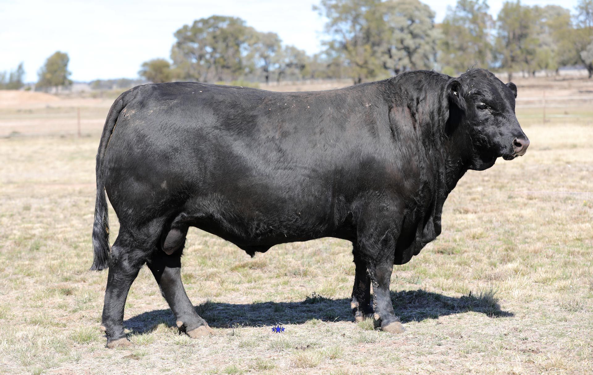 Lot 22  Carabar S600