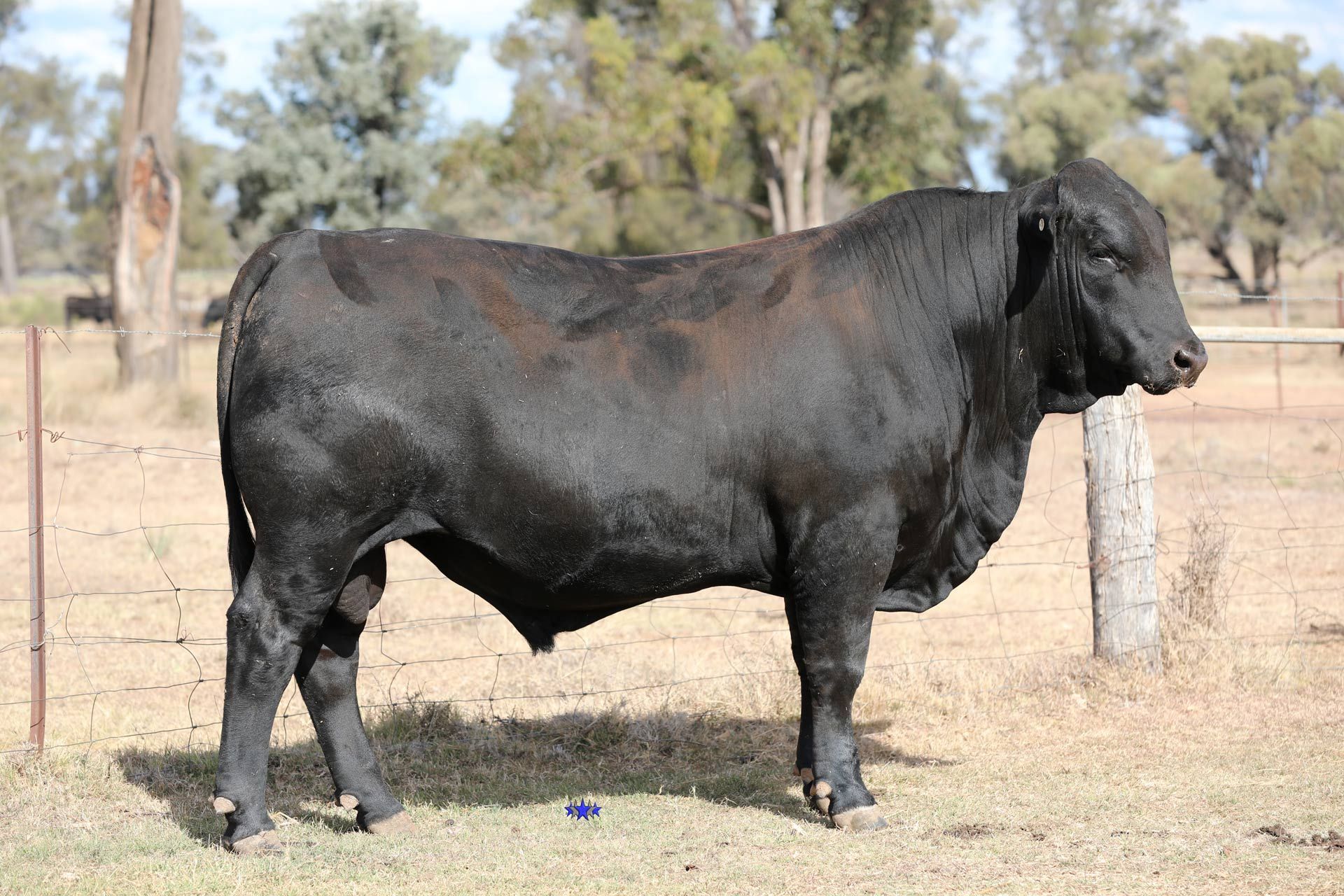 Lot 24  Carabar T701