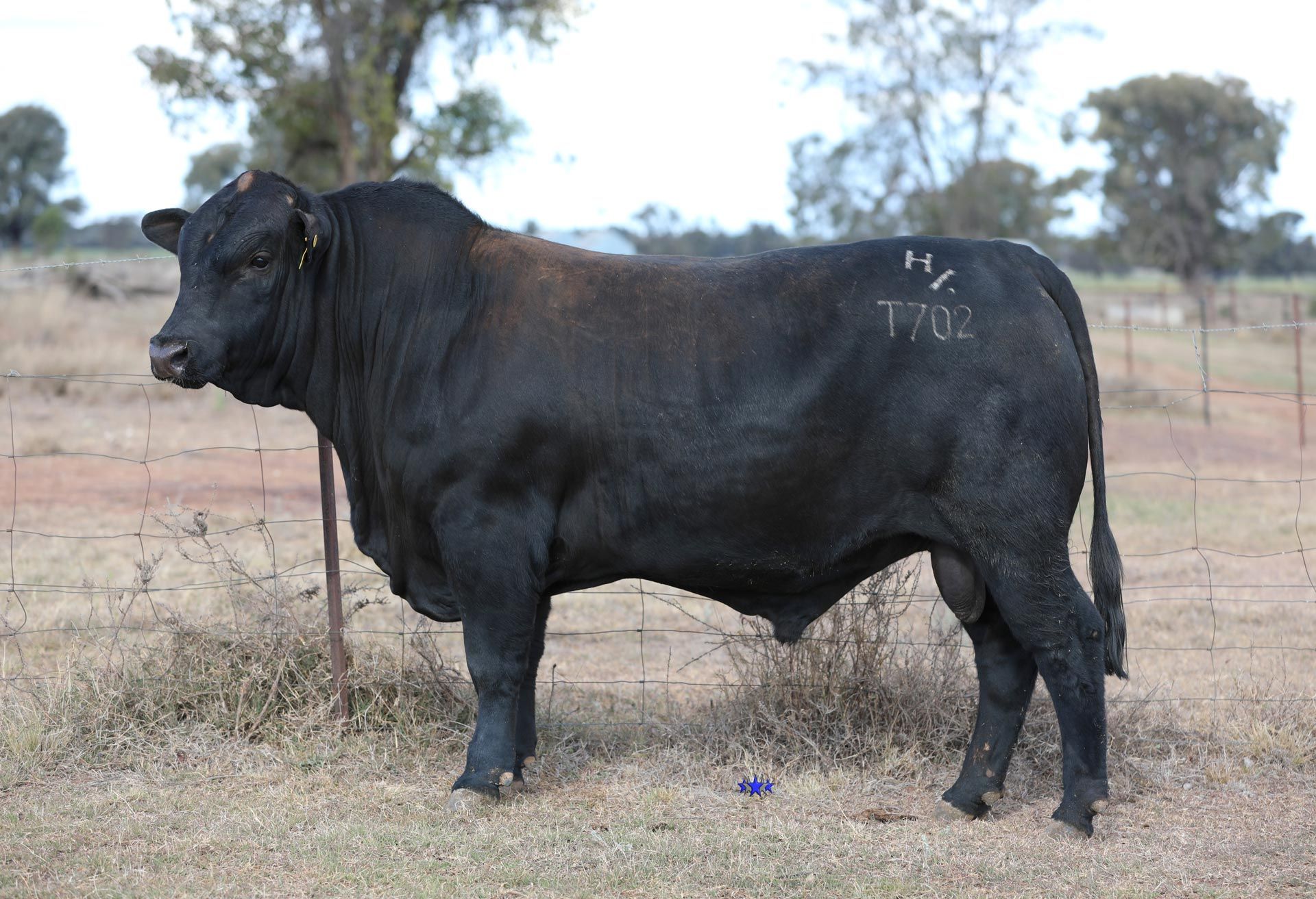 Lot 25  Carabar T702