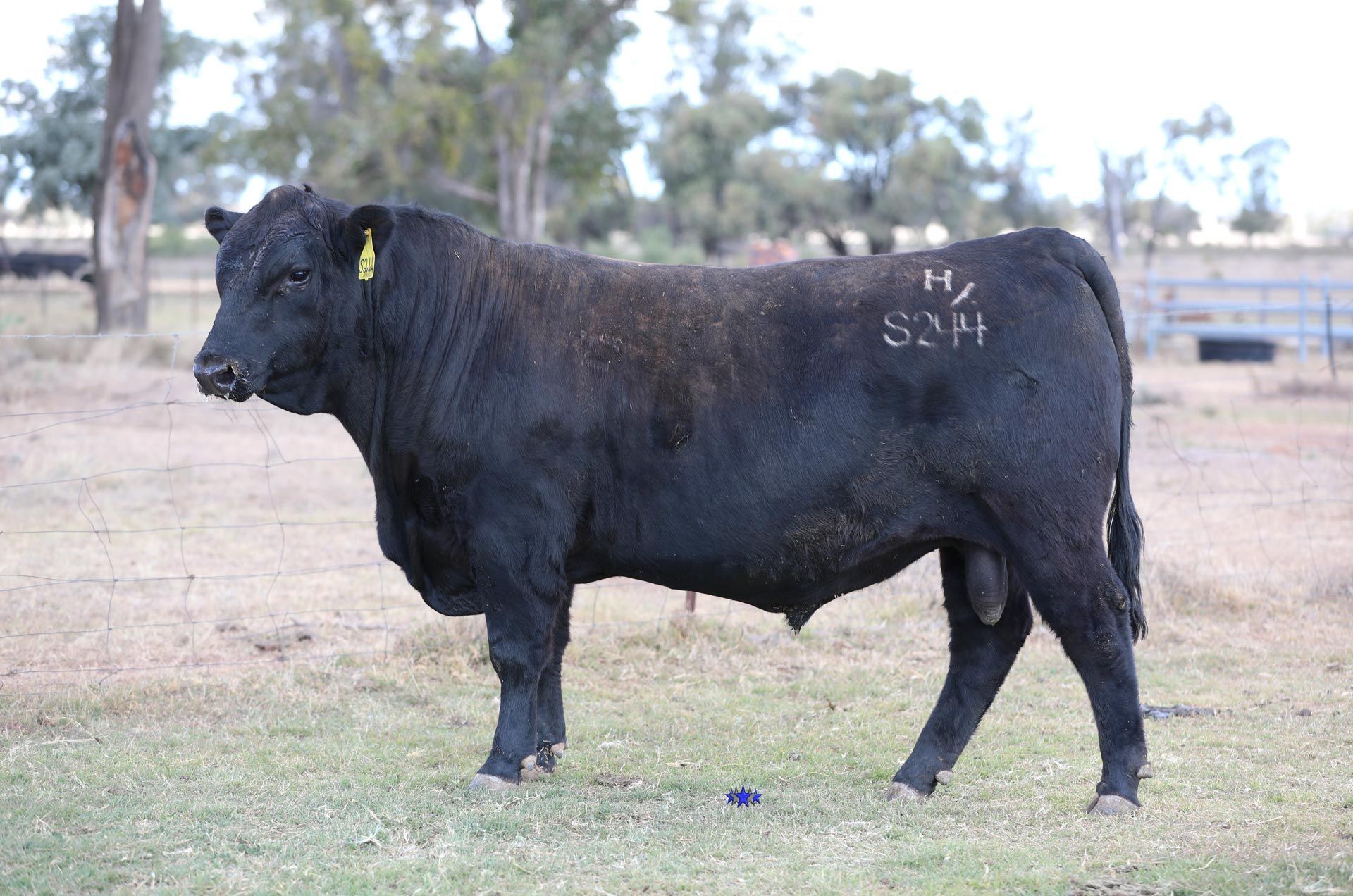 Lot 27  Carabar Hingaia S244