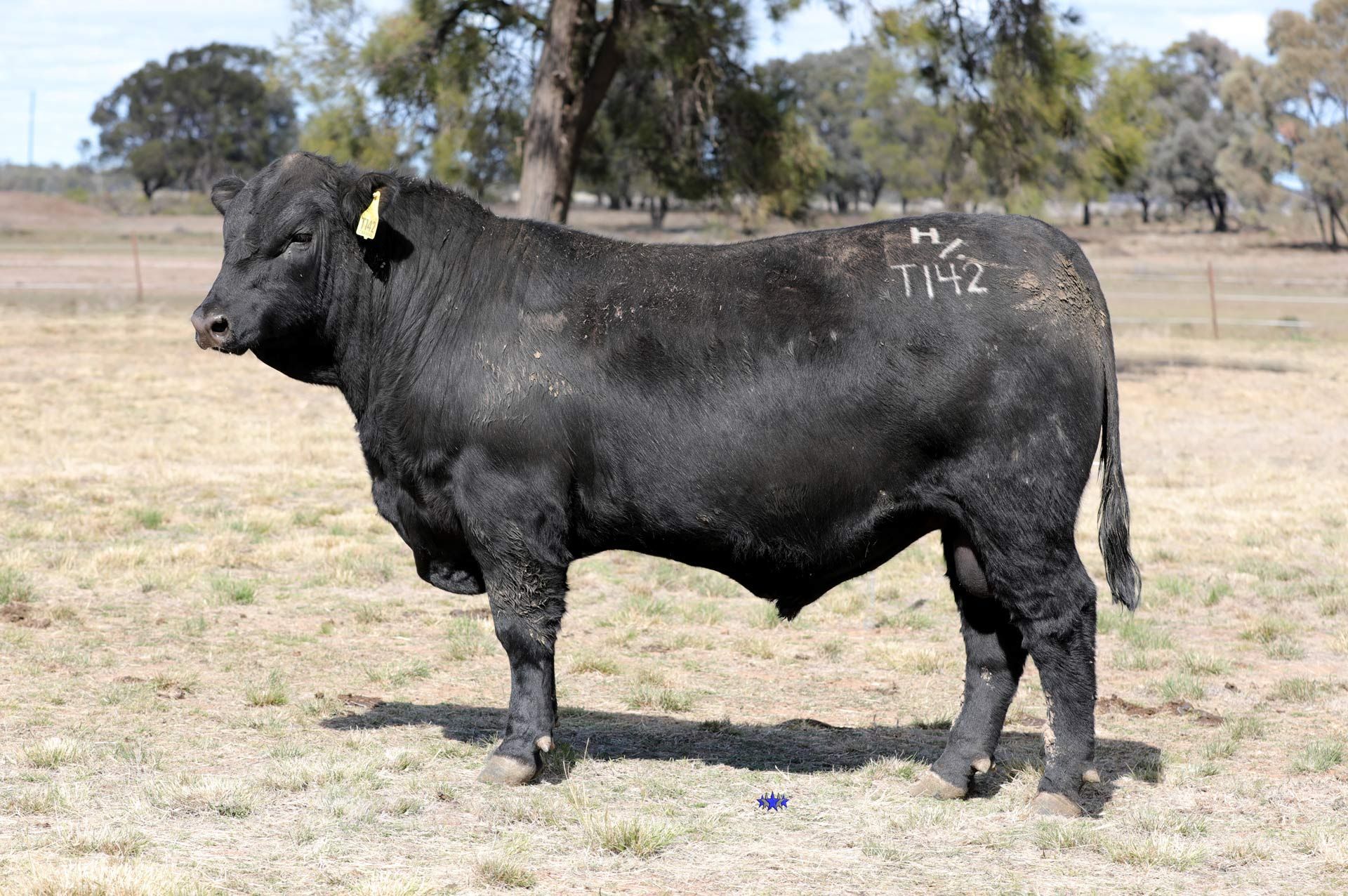 Carabar Angus Sales in Queensland | Carabar Angus Stud