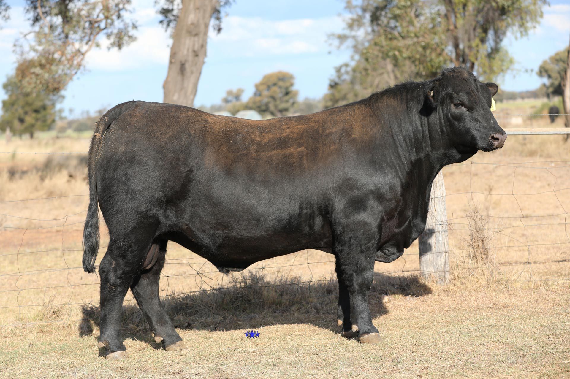 Lot 30  Carabar Guardian T16