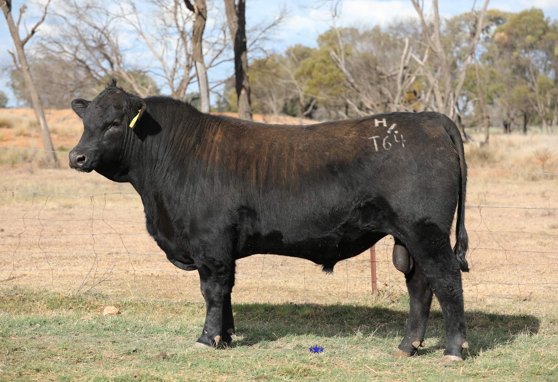 Lot 32  Carabar Trafalgar T64