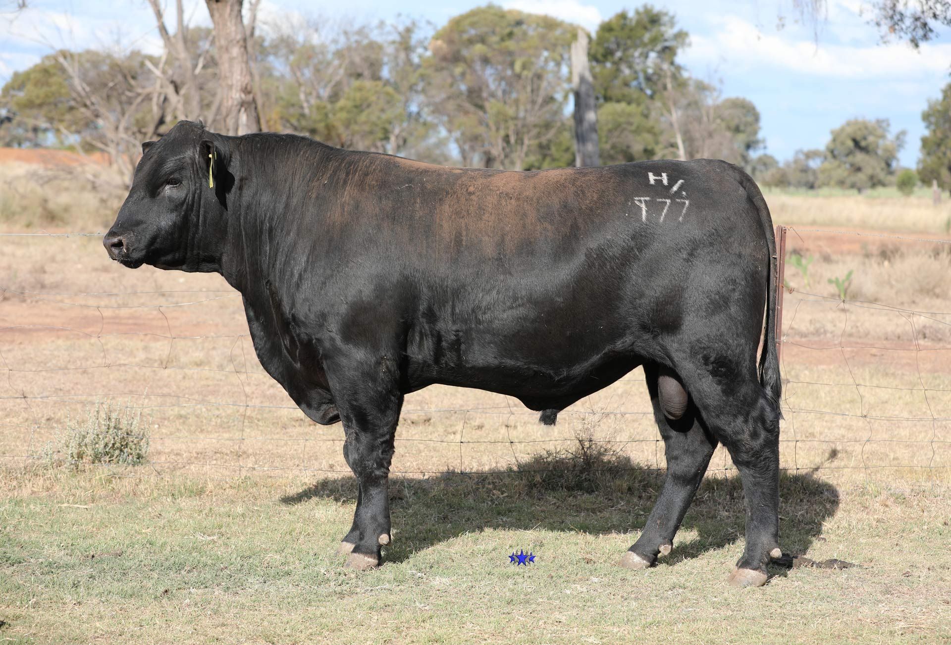Lot 38  Carabar Judge T77