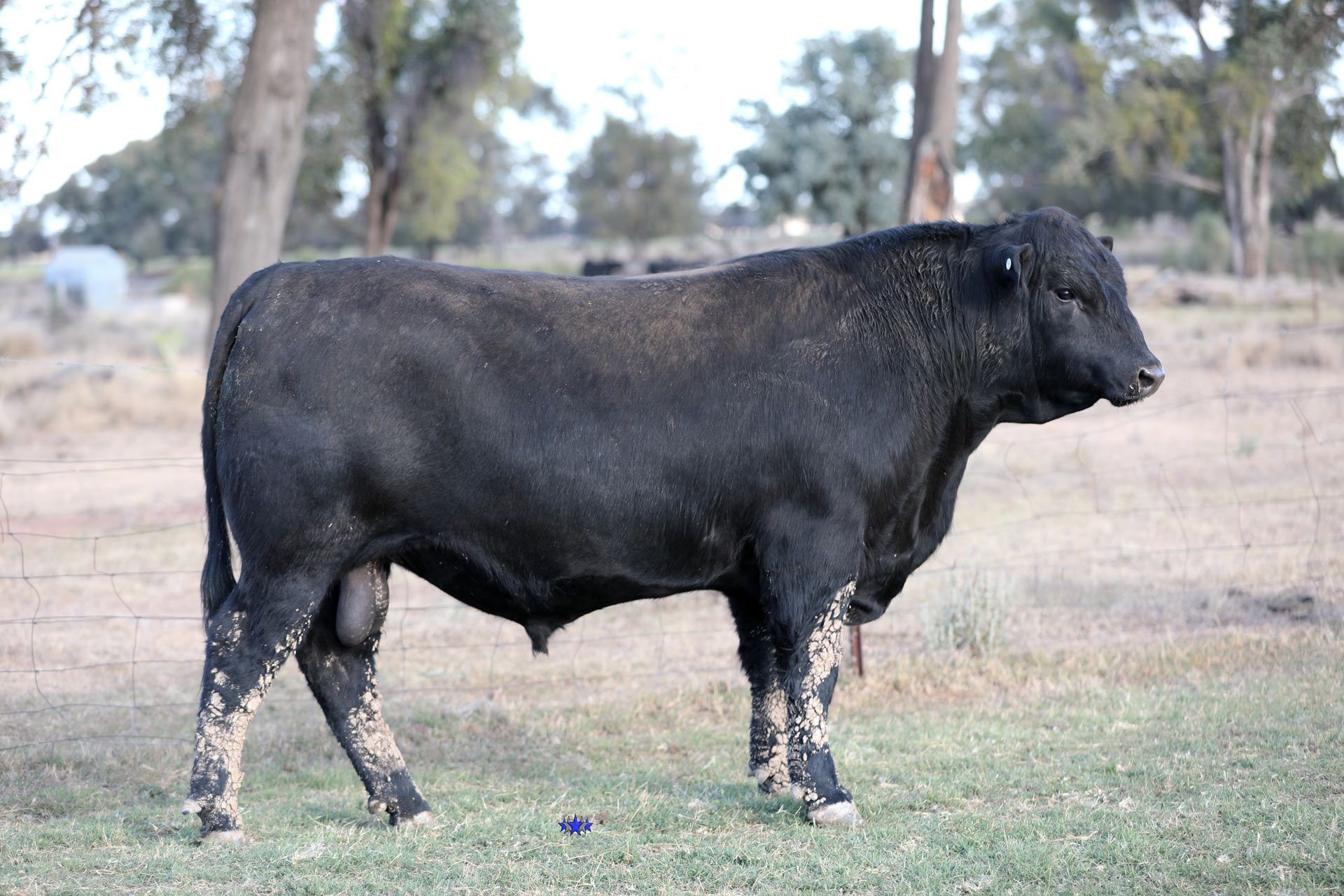 Lot 4  Carabar Tippett T121