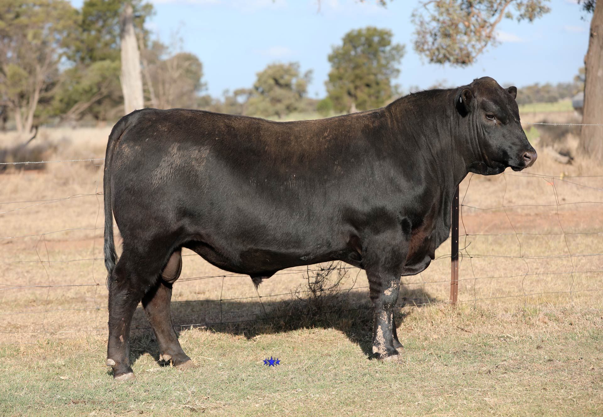 Lot 47  Carabar Gunsmoke T119