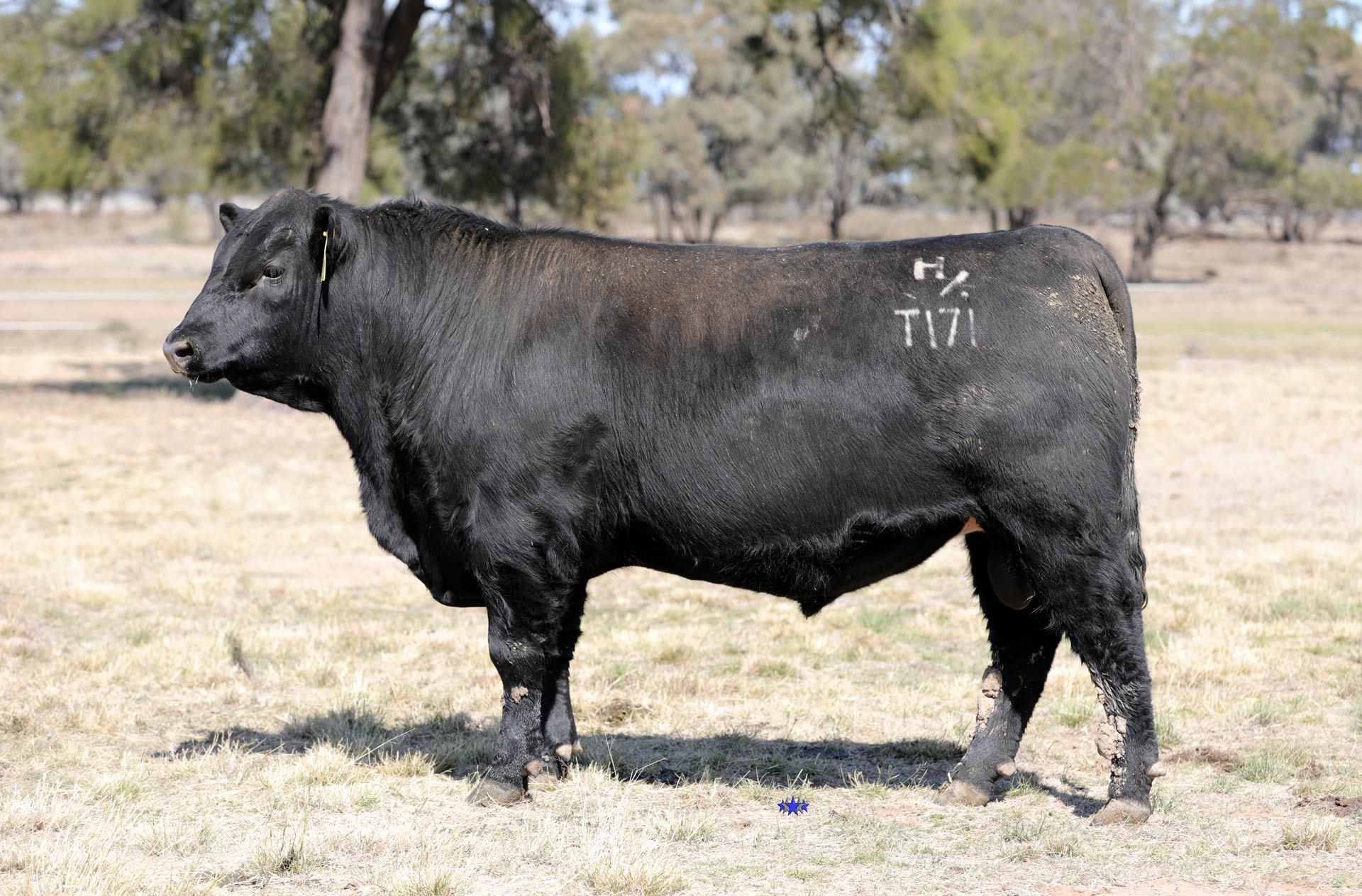 Lot 5  Carabar Judge T171