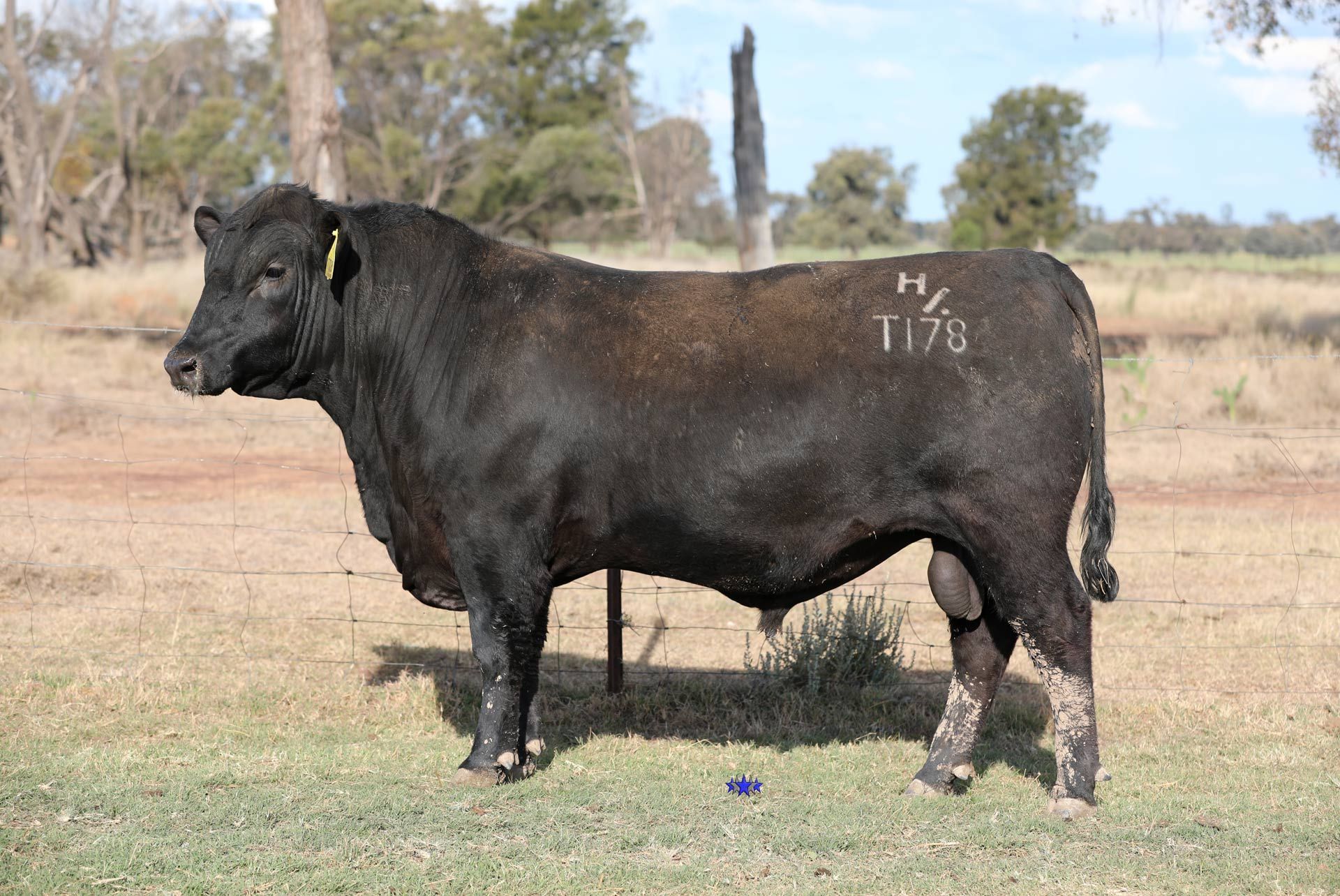Lot 6  Carabar Taraginda T178