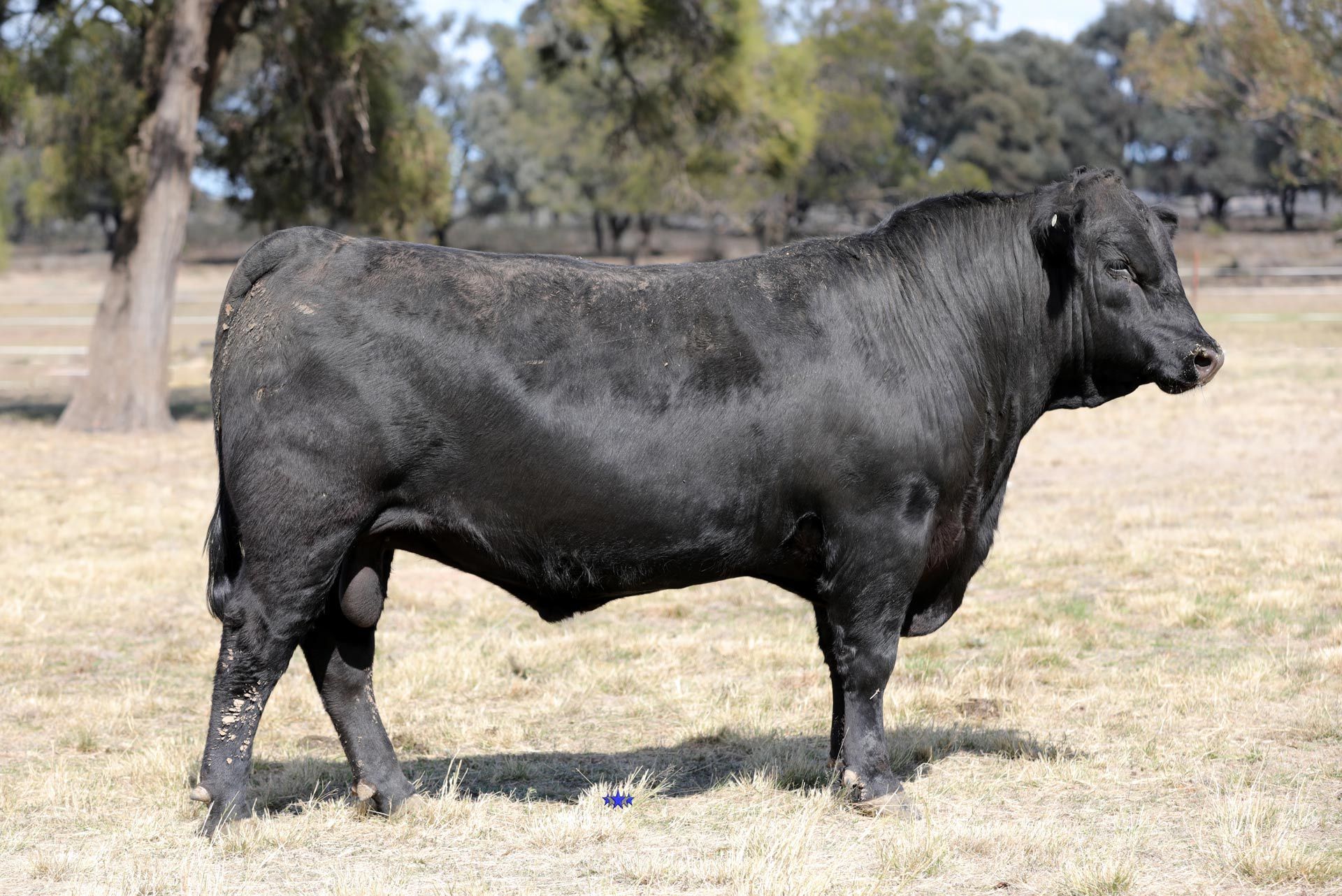 Lot 8  Carabar Tingalpa T177
