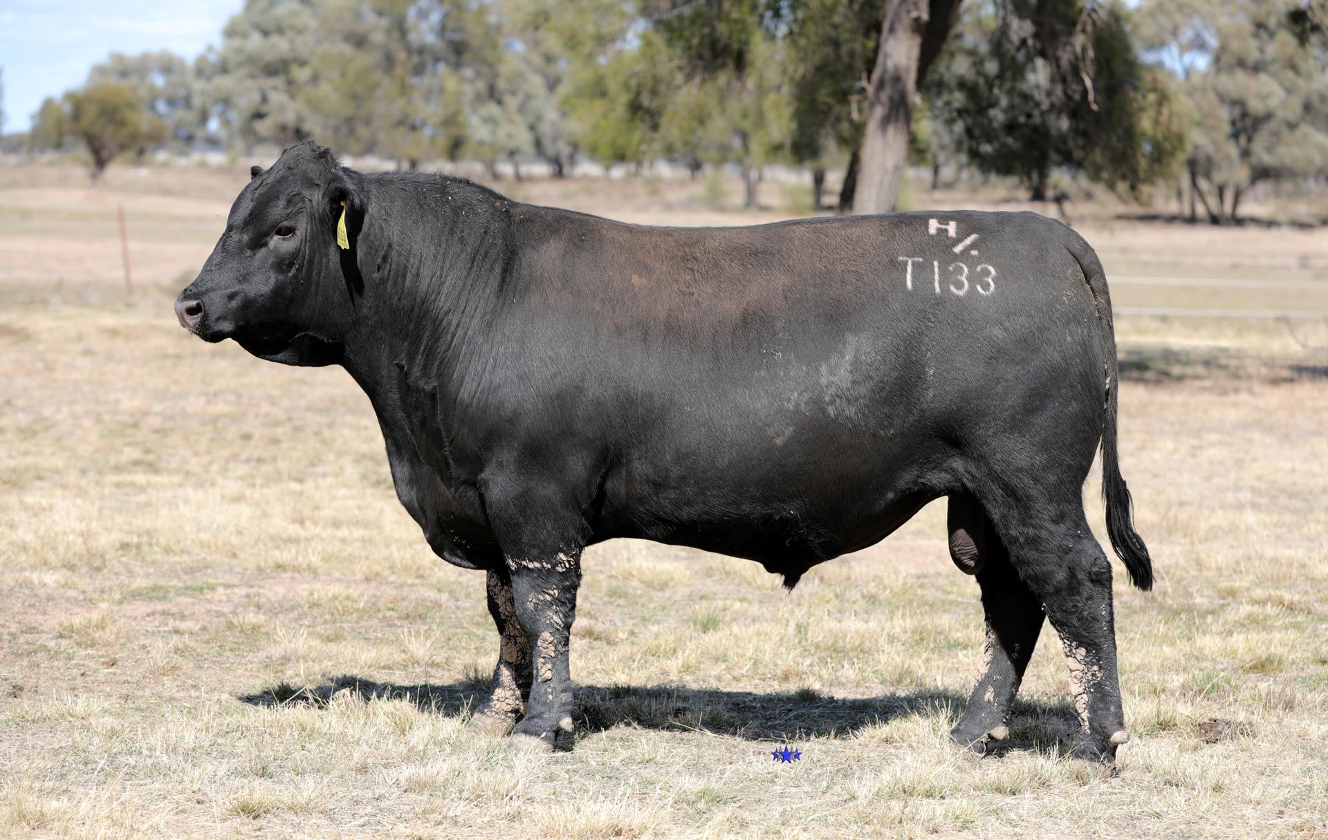 Lot 9  Carabar Gunsmoke T133