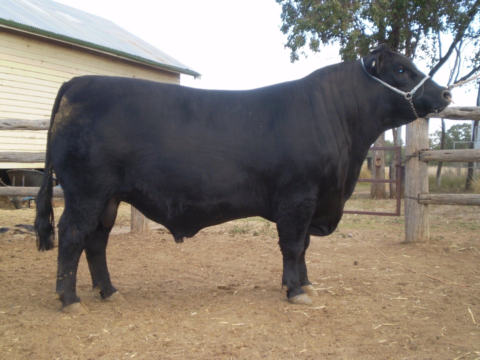 Carabar Angus cattle 2